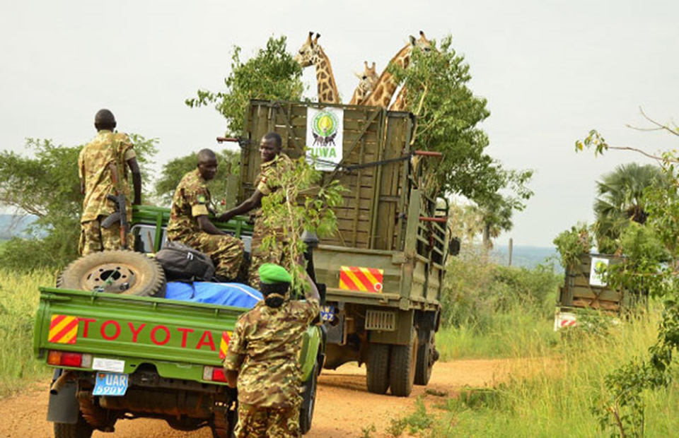 Giraffe Translocation
