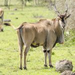 Lake Mburo Eland