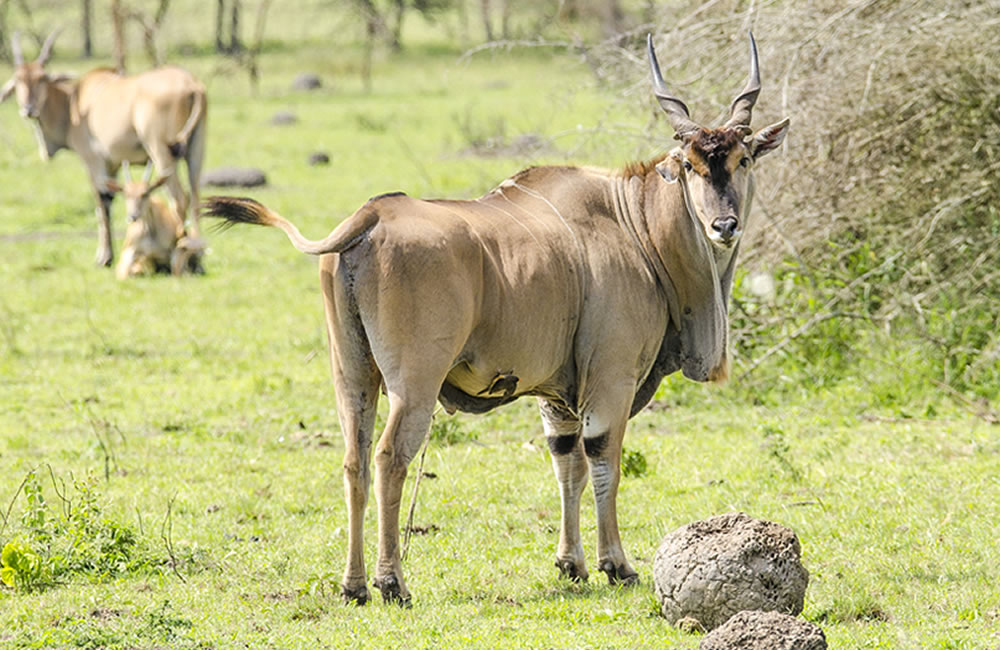 Lake Mburo Eland